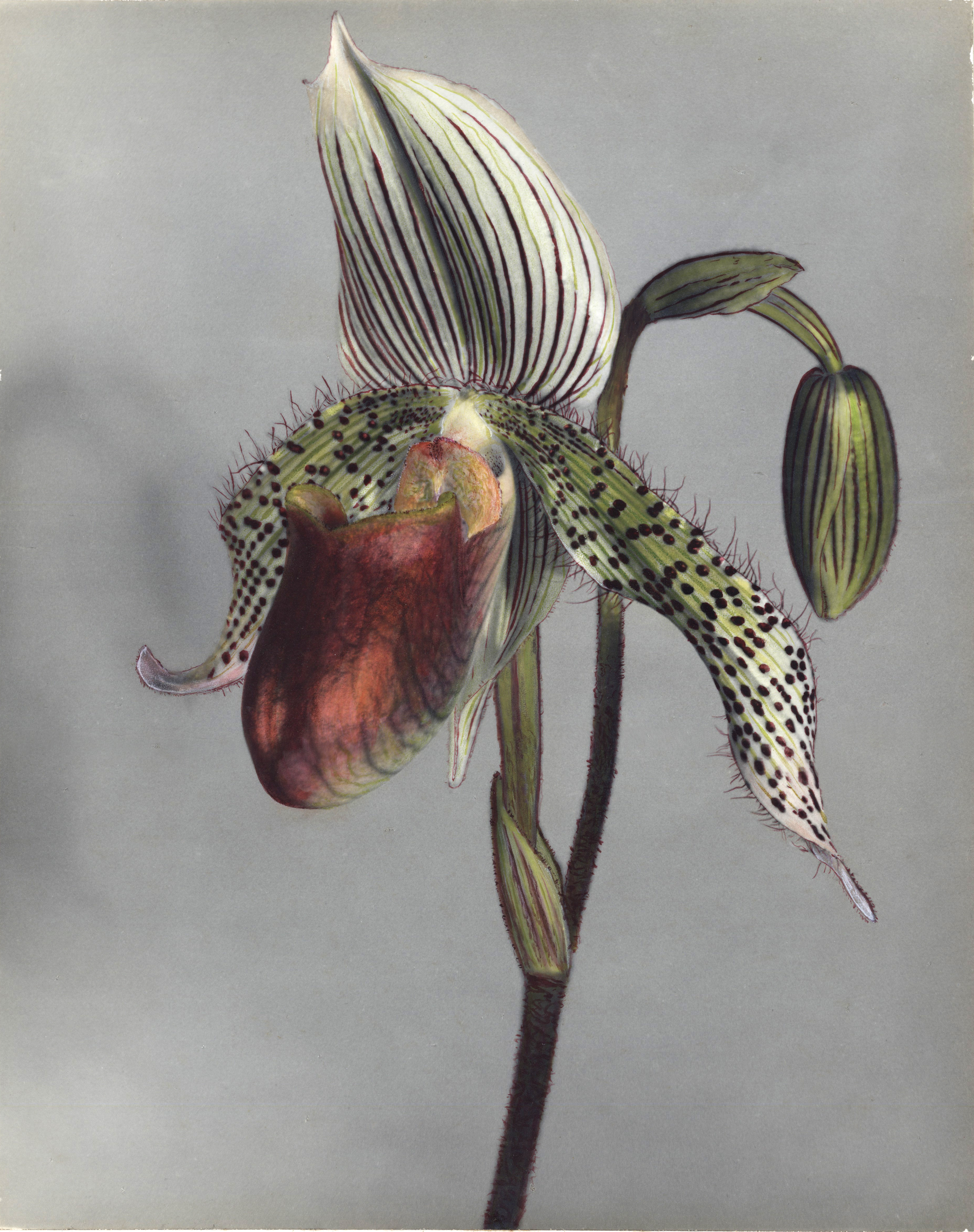 K.Shopper
Orchidee
kolorierte Silbergelatine
hand-tinted silver gelatin
signiert, ca.1950
24 x 30 cm 
